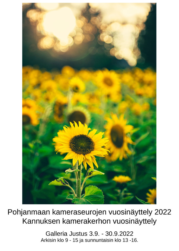 Kuva auringonkukka pellosta. Juliste esittelee pohjanmaan kameraseurojen vuosinäyttelyä 2022