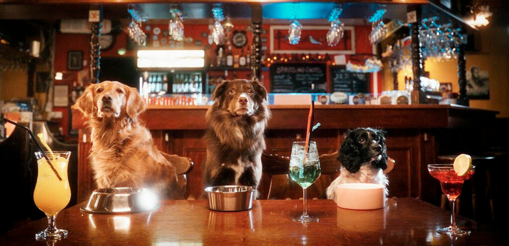 Koirat baaristiskillä, juomat edessä.