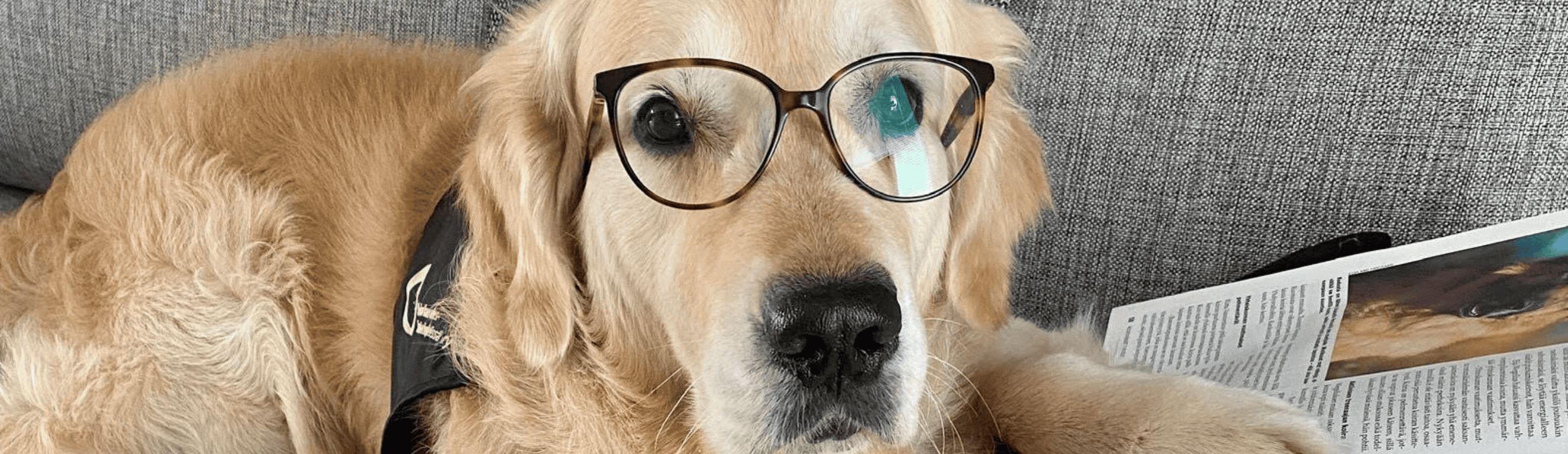 Koira ja silmälasit.