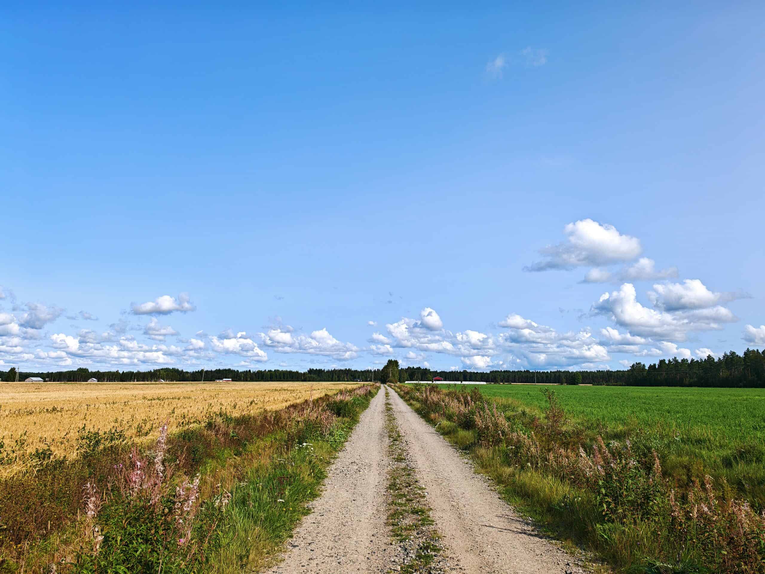 Metsäautotie peltojen välissä